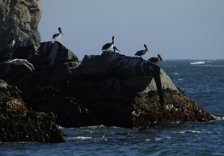 Pelicans,ocean